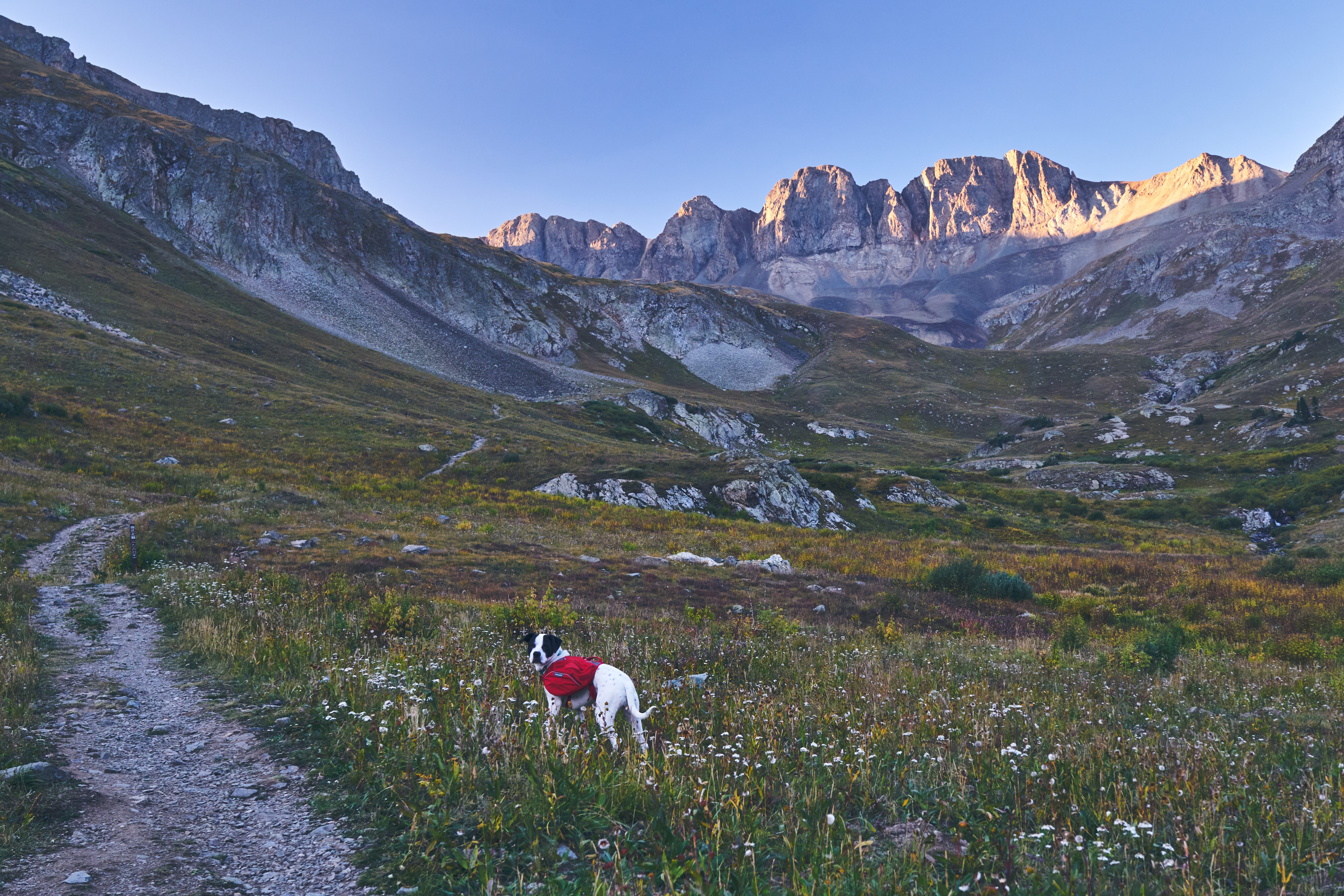 A dog looking back amongst wildflowers. Rocky mountains in the background.